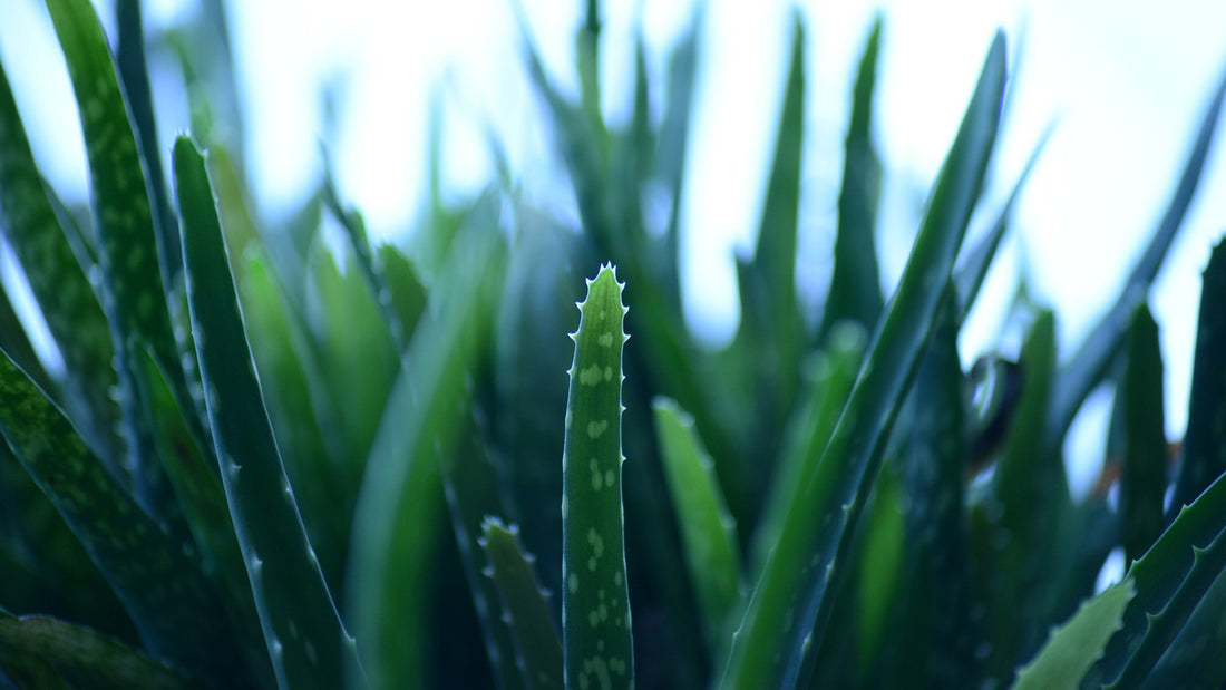 L’Aloe Vera è il miglior ingrediente doposole